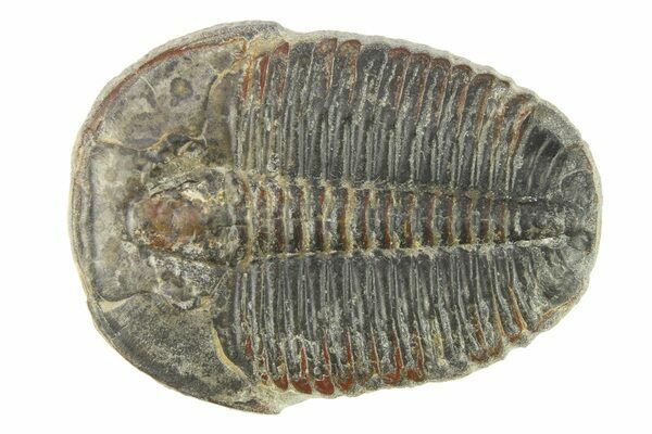 The Ptychopariid trilobite (Elrathia kingii) from the Wheeler Shale in Utah is probably the most recognizable trilobite in the world due to millions of them having been collected.